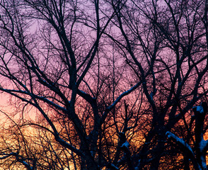 Naked branches on a tree against a sunset sun
