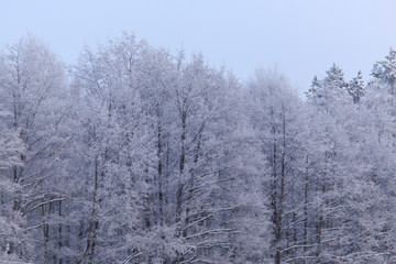 Snowy trees in the forest in winter