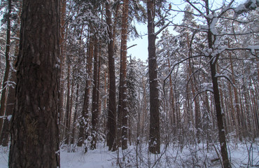 Snowy trees in the forest in winter