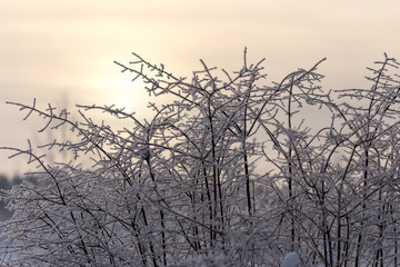 Snowy tree branches in winter at sunset