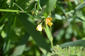 Obraz premium Pool of Nymphs 