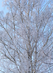 Snowy birch branches in winter against the sky