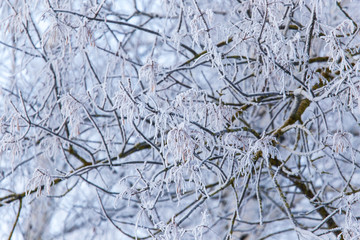 Snowy trees in the forest in winter