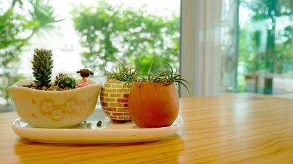 Cactus pots on the table at the coffee shop.