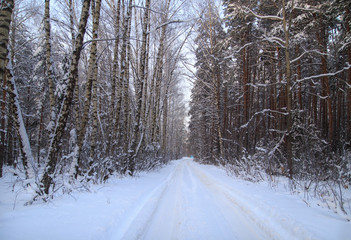 Snow road in the forest in winter