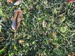 Frozen grass background