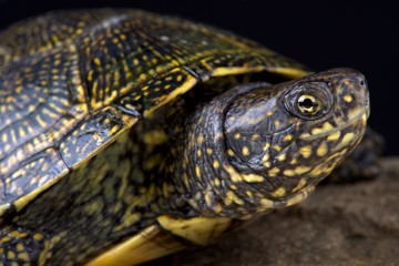 Hellenic Pond Turtle (Emys orbicularis hellenica)