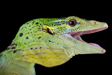 Fototapeta premium Emerald tree monitor (Varanus prasinus)