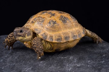 Kazachstan tortoise (Agrionemys horsfieldii kazachstanica)