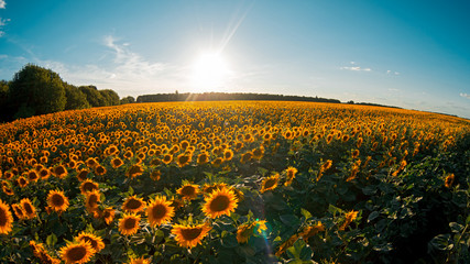 Obraz premium field of sunflowers
