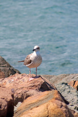 seagull on rock