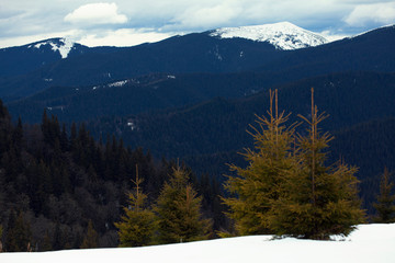 fir trees in winter