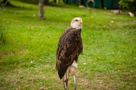 Aguila Calva (Haliaeetus leucocephalus)
