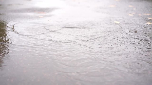the dog runs through a puddle in the fall during the rain in slow motion