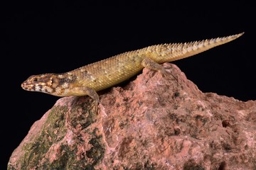 Hosmer's Spiny-tailed Skink (Egernia hosmeri)