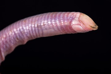 Wedgesnouted Worm Lizard (Monopeltis decosteri)