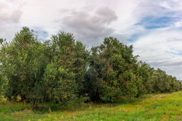 Fototapeta premium Olive trees in Tuscany loaded with ripe olives in Autumn - 6