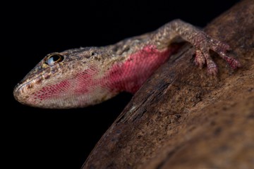 Angulate dwarf gecko (Lygodactylus angularis)