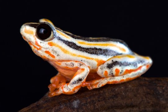 Painted Reed Frog.(Hyperolius marmoratus taeniatus)