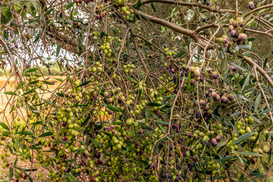 Olives ripe on a branch in Tuscany before harvesting in Autumn - 1
