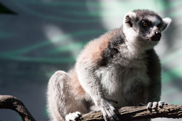 A ring tailed Lemur catta while sitting on a tree branch observing