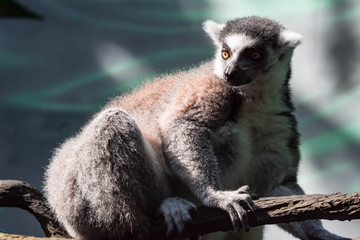 Obraz premium A ring tailed Lemur catta while sitting on a tree branch observing