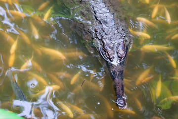 Crocodile gharial Gavialis gangeticus swimming on a swamp with fishes.