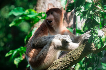 Fototapeta premium A proboscis monkey bekantan Nasalis larvatus on a tree while eating the leaves