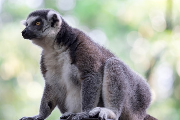 A ring tailed Lemur catta while sitting on a tree branch observing