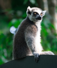 Obraz premium A ring tailed Lemur catta while sitting on a tree branch observing