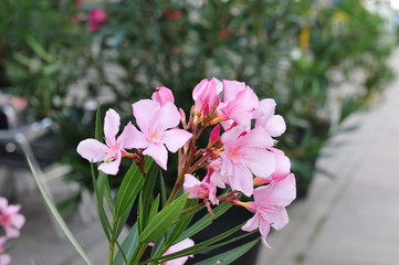close-up of pink oleander flowers