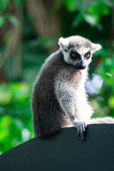 A ring tailed Lemur catta while sitting on a tree branch observing