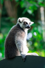 A ring tailed Lemur catta while sitting on a tree branch observing