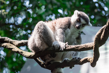 Obraz premium A ring tailed Lemur catta while sitting on a tree branch observing