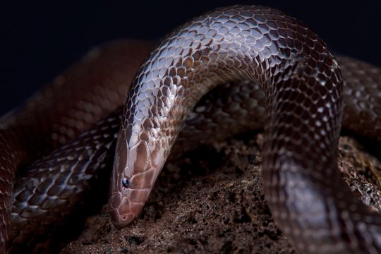 Variable burrowing asp (Atractaspis irregularis)