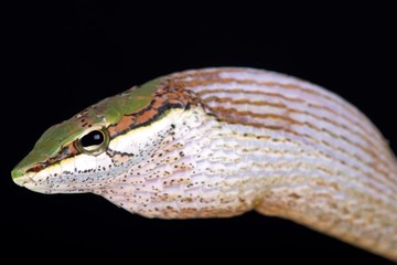 Savanna vine snake (Thelotornis capensis)