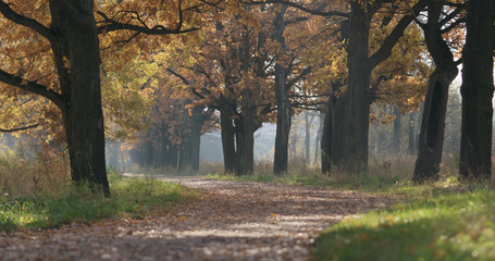 autumn oak alley in park