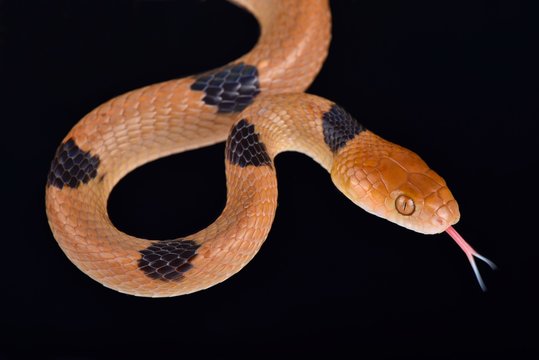African tiger snake (Telescopus semiannulatus)