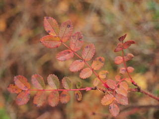 Red autumn leaves of wild rose on a branch of a plant.