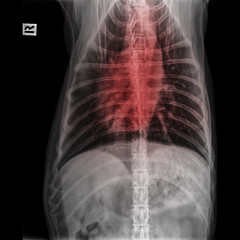X-ray of dog anterior view closed up in thorax standard and chest with red highlight in respiratory system signs of pneumonia and bronchitis- veterinary medicine and Veterinary anatomy concept