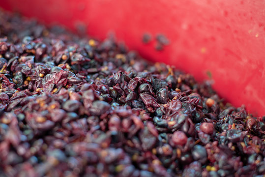 Red Wine Making, Fermentation Of Blue Grape Must In Hungarian Cellar.