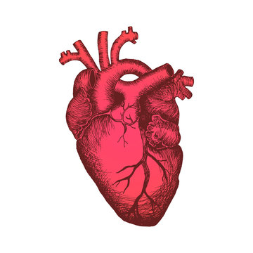Anatomical human heart - color sketch isolated on white background. Hand drawn sketch in vintage engraving style. Vector illustration.