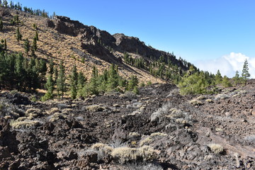Hiking trail with many green pines near the big famous volcano Pico del Teide in Tenerife, Europe