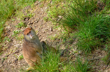 monkey with chicken in the park