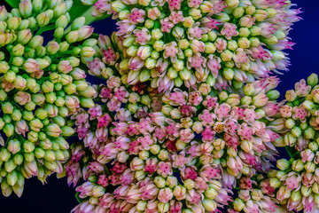 Fine art still life floral colorful  macro of parts of a single isolated stonecrop flower with...