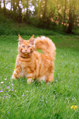 Young red Maine Coon cat with yellow eyes, outside on the green grass 