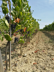 grape growing for wine Brunello di Montalcino