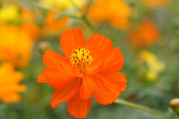 キバナコスモス