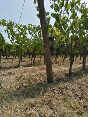 grape growing for wine Brunello di Montalcino