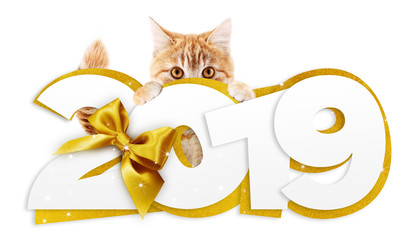 ginger cat showing happy new year 2019 text with golden ribbon bow isolated on white background, christmas signboard or gift card for pet shop or vet clinic